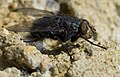 Calliphora vomitoria (Calliphoridae).