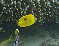 Zanzibar butterflyfish Chaetodon (Tetrachaetodon) zanzibarensis