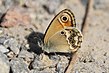 Coenonympha dorus