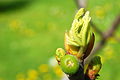 Chồi cây Ficus carica.