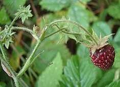 Smaržīgā zemene (Fragaria moschata)