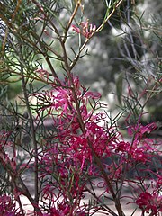 Hakea purpurea, a species in the family Proteaceae
