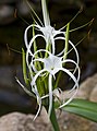 ササガニユリ Hymenocallis speciosa