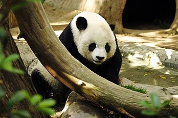 Un panda géant (Ailuropoda melanoleuca). (définition réelle 720 × 480*)