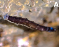 Fotografia da larva do Diptera neotropical Neoceroplatus betaryiensis com seus fotóforos azuis acesos.[19]