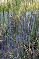 Phragmites australis Oasi WWF Palude Busatello à Gazzo Veronese Italie