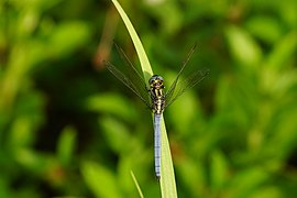 Orthetrum luzonicum