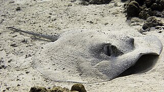 Round ribbontail ray from Lakshadweep JJH edit