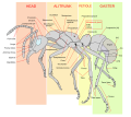 In the worker ant the mesosoma includes the pronotum, mesonotum, scutellum and the propodeum. The petiole and the gaster comprise the metasoma.