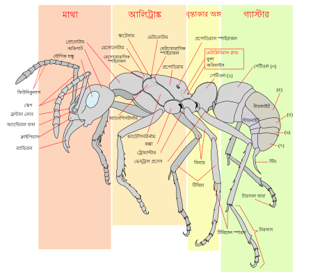 একটি কর্মী পিঁপড়ার রেখাচিত্র