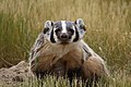 Image 32The American badger is the state animal of Wisconsin. (from Wisconsin)