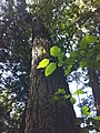 Bolur Sequoia sempervirens