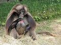 Gelada Theropithecus gelada