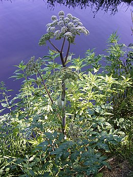 Erdei angyalgyökér (Angelica sylvestris)