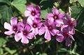 Linum pubescens