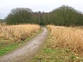 The old 1774 Toll Road looking towards the Drukken Steps from the old Long Drive.