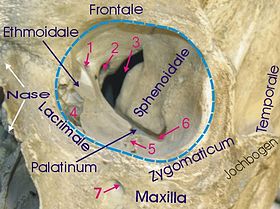 1 Foramen ethmoidale  [لغات أخرى]‏, 2 Canalis opticus, 3 شق علوي للحجاج, 4 كيس الدمع  [لغات أخرى]‏, 5 أخدود تحت الحجاج, 6 الشق السفلي للحجاج  [لغات أخرى]‏, 7 الثقبة تحت الحجاج  [لغات أخرى]‏