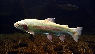 Photographie d'une truite dorée dans un aquarium.