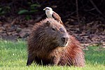 Yellow-headed caracara Milvago chimachima on capybara Hydrochoeris hydrochaeris