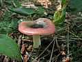 !!Russula fragilis!!