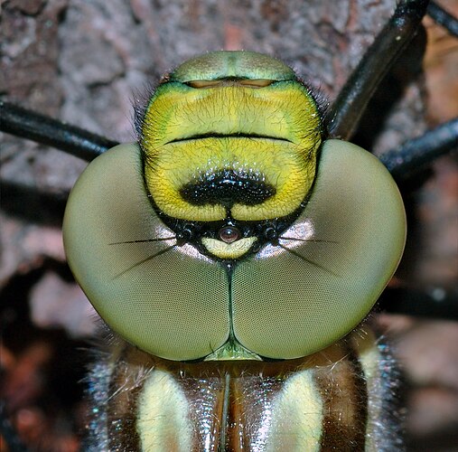 Голова самки стрекозы Aeshna cyanea