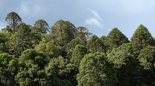 Forêt d'Araucaria bidwillii, parc national des Monts Bunya, sud du Queensland.