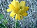 Trivialname (Coronilla valentina)