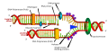 A model of DNA replication based on the double helix concept.