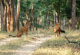 Two dholes at Kanha