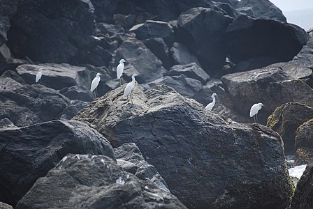 Egreta grupo