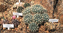 Gymnocalycium species from Liberec botanical garden