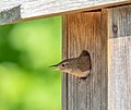 Image 6House wren doing its best eel impression guarding its nestbox.