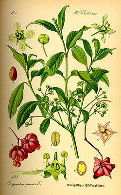 Euonymus europaeus, tiaknang