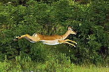 An impala mid-air during a leap