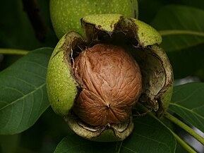 Buah yang sudah masak terbelah kulitnya