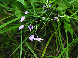 Karklavijas (Solanum dulcamara)