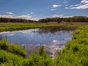 Karpfenteich im NSG Krausenbechhofen