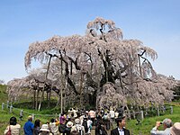 福島県三春町・三春滝桜