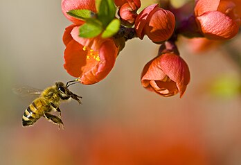 Pollinisation d'une fleur en Australie par une abeille à miel (Apis mellifera). (définition réelle 1 890 × 1 292)