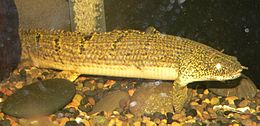 Daugiapelekis (Polypterus weeksii)