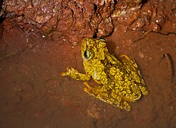 Rana platanera - Hypsiboas crepitans