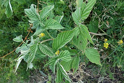 Rubus ideans