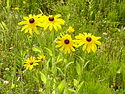 Schwarzäugige Rudbeckie