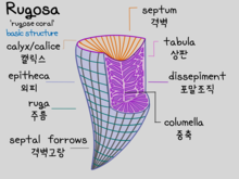 사방산호의 기본적 구조