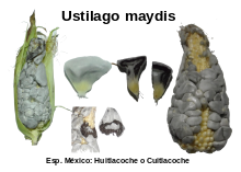 el carbón de la espiga (Ustilago maydis)