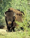 Frontal view of a buffalo.