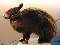 Pentalagus furnessi Dırmanan dovşan (Taxidermy specimen)
