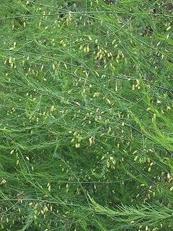 Asparagus officinalis