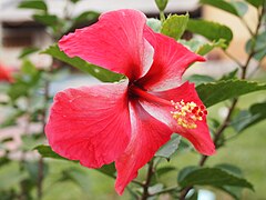 Red hibiscus: the national flower of Malaysia