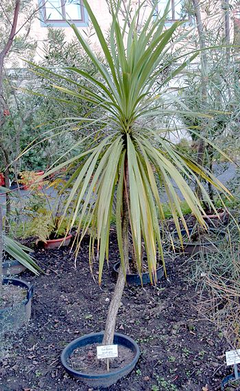 Cordyline australis